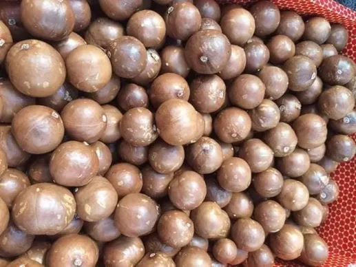 macadamia nuts wholesale